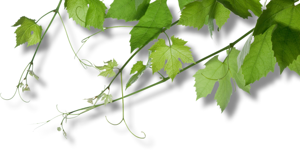 Weine vom Weingut Große in Radebeul, Sachsen